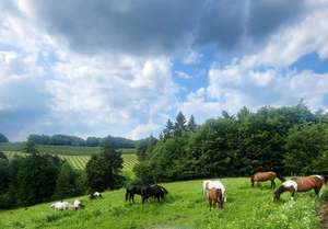 Конна езда Ranch Butch Camp, к.к. Боровец — снимка 2